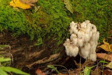 lions mane