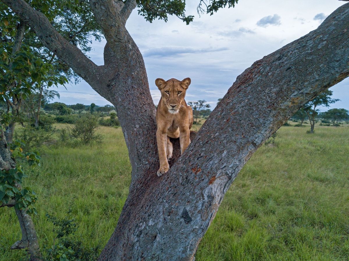 Een leeuwin zit precies tussen de twee takken van een boom in het Queen Elizabeth National Park in Oeganda Nu het aantal leeuwen hard achteruitgaat is het volgens onderzoekers voor projecten voor het behoud van de soort van groot belang om nauwkeurig te kunnen inschatten hoe groot de huidige populatie is