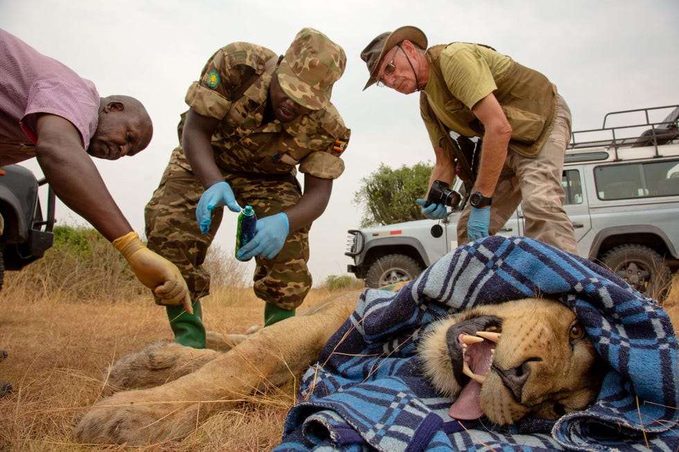 Onderzoekers en parkwachters doen een nieuwe GPSband om bij een mannetjesleeuw in Queen Elizabeth National Park De banden leveren gegevens op over de locaties waar leeuwen naartoe gaan waardoor confrontaties met boeren kunnen worden voorkomen Bovendien is die informatie van belang voor nader onderzoek naar het aantal dieren