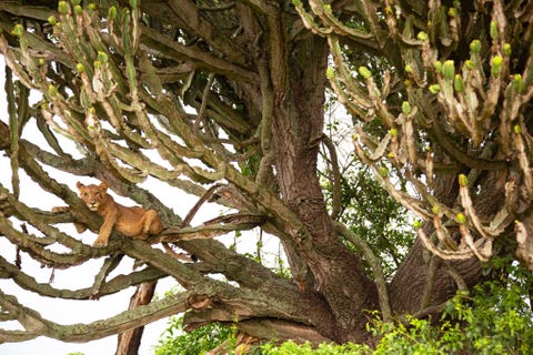 Een leeuwenwelp in een cactusboom in Queen Elizabeth National Park Wetenschappers verrichtten vanaf 2017 een onderzoek op basis van SECR spatially explicit capturerecapture een relatief nieuwe methode voor het tellen van leeuwen om de omvang van de populatie te schatten Ze kwamen op 71 dieren in het gebied wat minder was dan eerdere schattingen