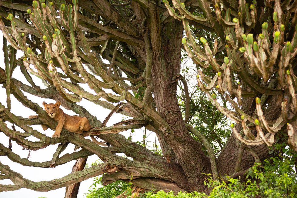 Een leeuwenwelp in een cactusboom in Queen Elizabeth National Park Wetenschappers verrichtten vanaf 2017 een onderzoek op basis van SECR spatially explicit capturerecapture een relatief nieuwe methode voor het tellen van leeuwen om de omvang van de populatie te schatten Ze kwamen op 71 dieren in het gebied wat minder was dan eerdere schattingen