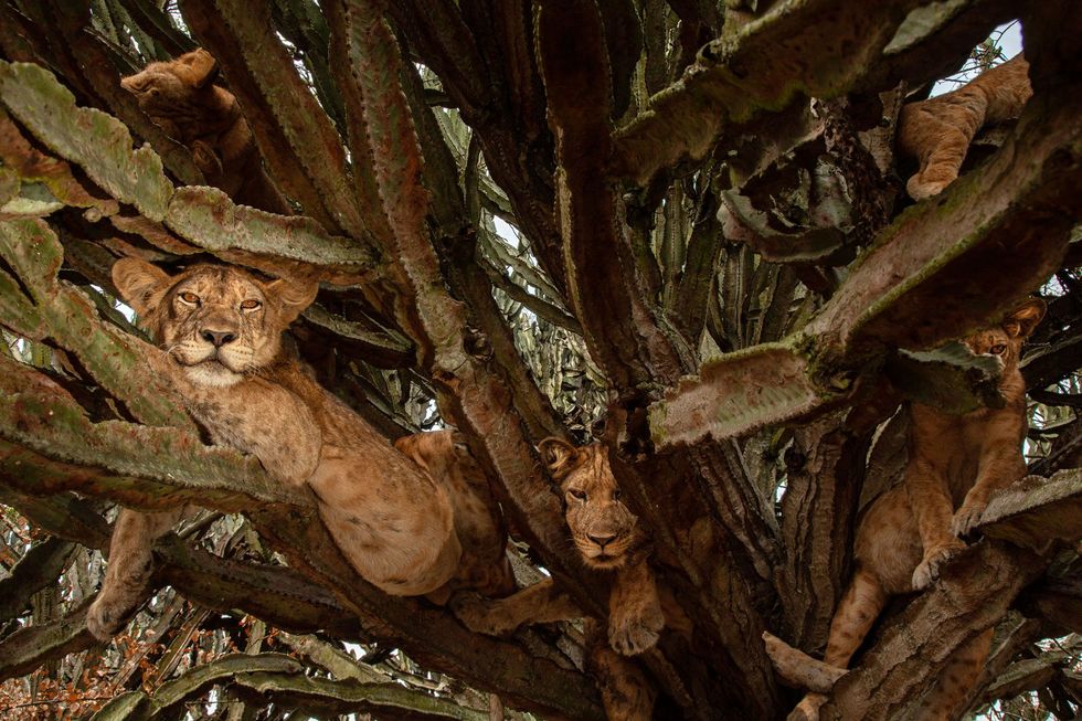 Zes maanden oude leeuwen luieren in een boom Onderzoekers verschillen van mening over de beste methode voor het tellen van leeuwen maar over een ding zijn ze het eens het aantal dieren gaat achteruit en we kunnen het ons niet veroorloven om achterover te leunen