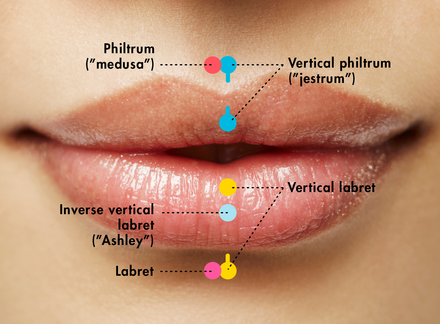 lip piercings diagram