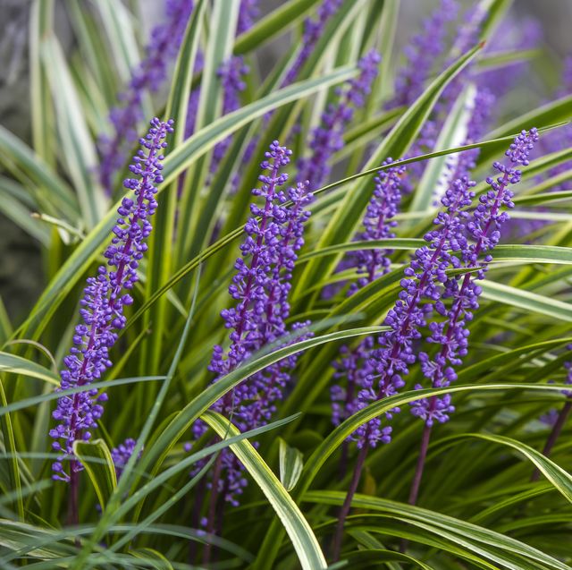 28 Best Ground Er Plants And Flowers