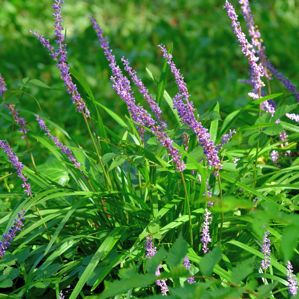 liriope muscari / lilyturf / monkey grass flower