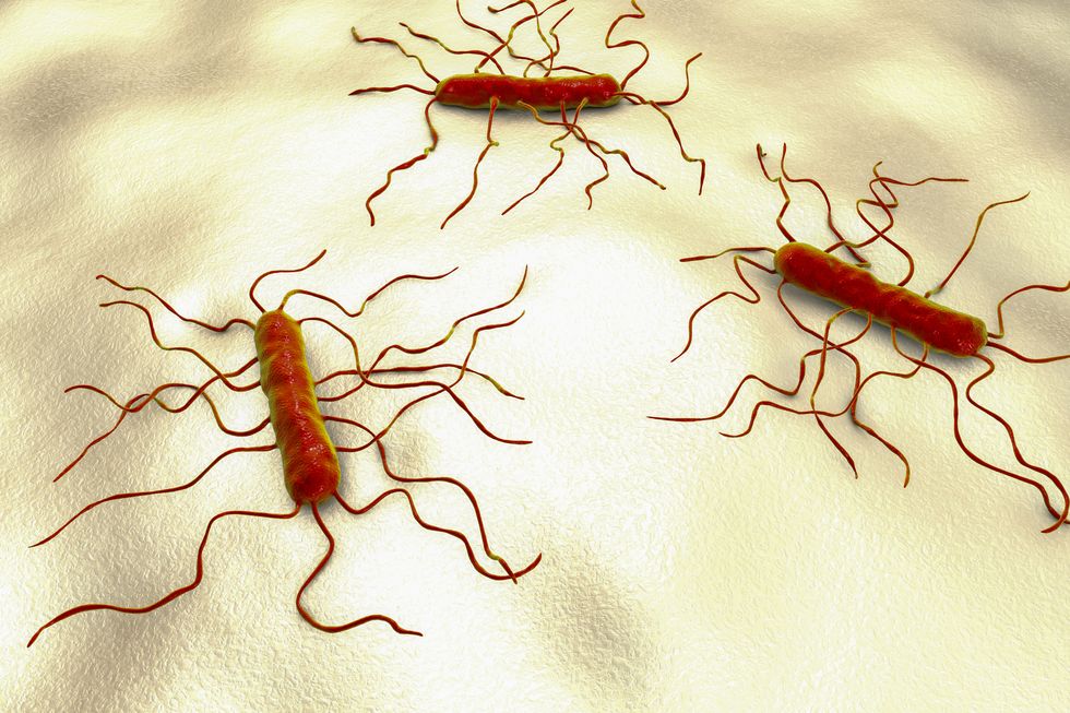 listeria monocytogenes bacteria, illustration