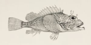 Player scorpionfish, c 1832-1836.