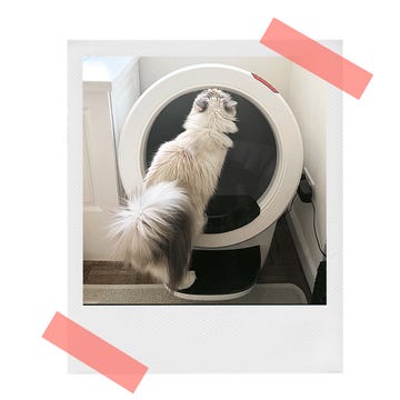 cat using litter robot 4