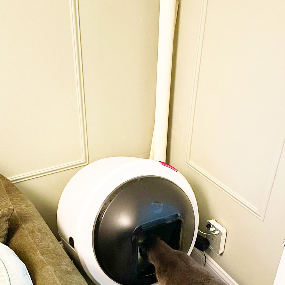 a gray cat looks into its litter robot 4 while testing self cleaning litter boxes for good housekeeping