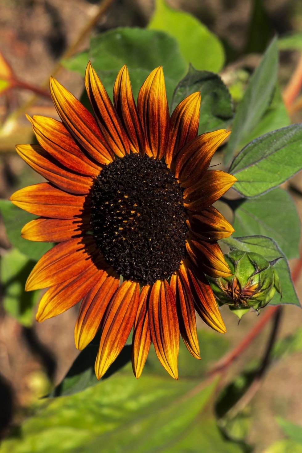 close up of a vibrantly colored sunflower in full bloom