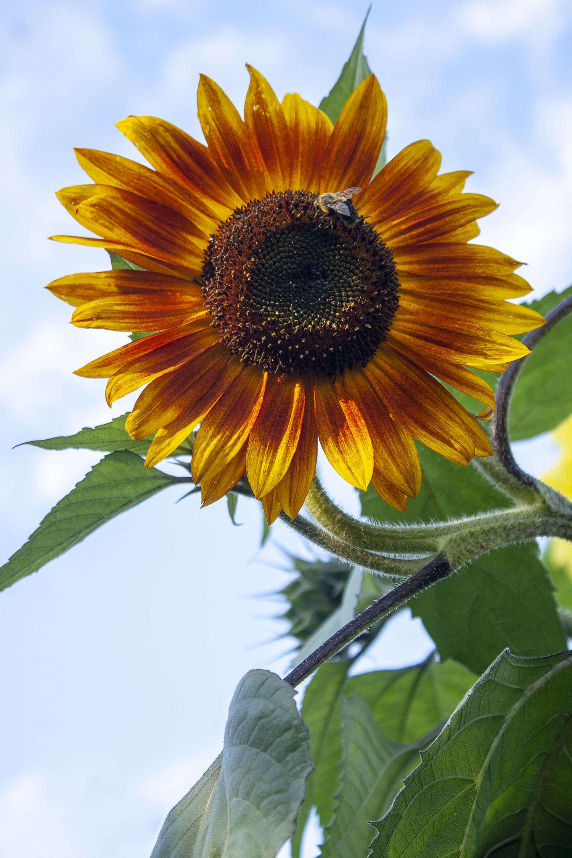 Types of store sunflowers