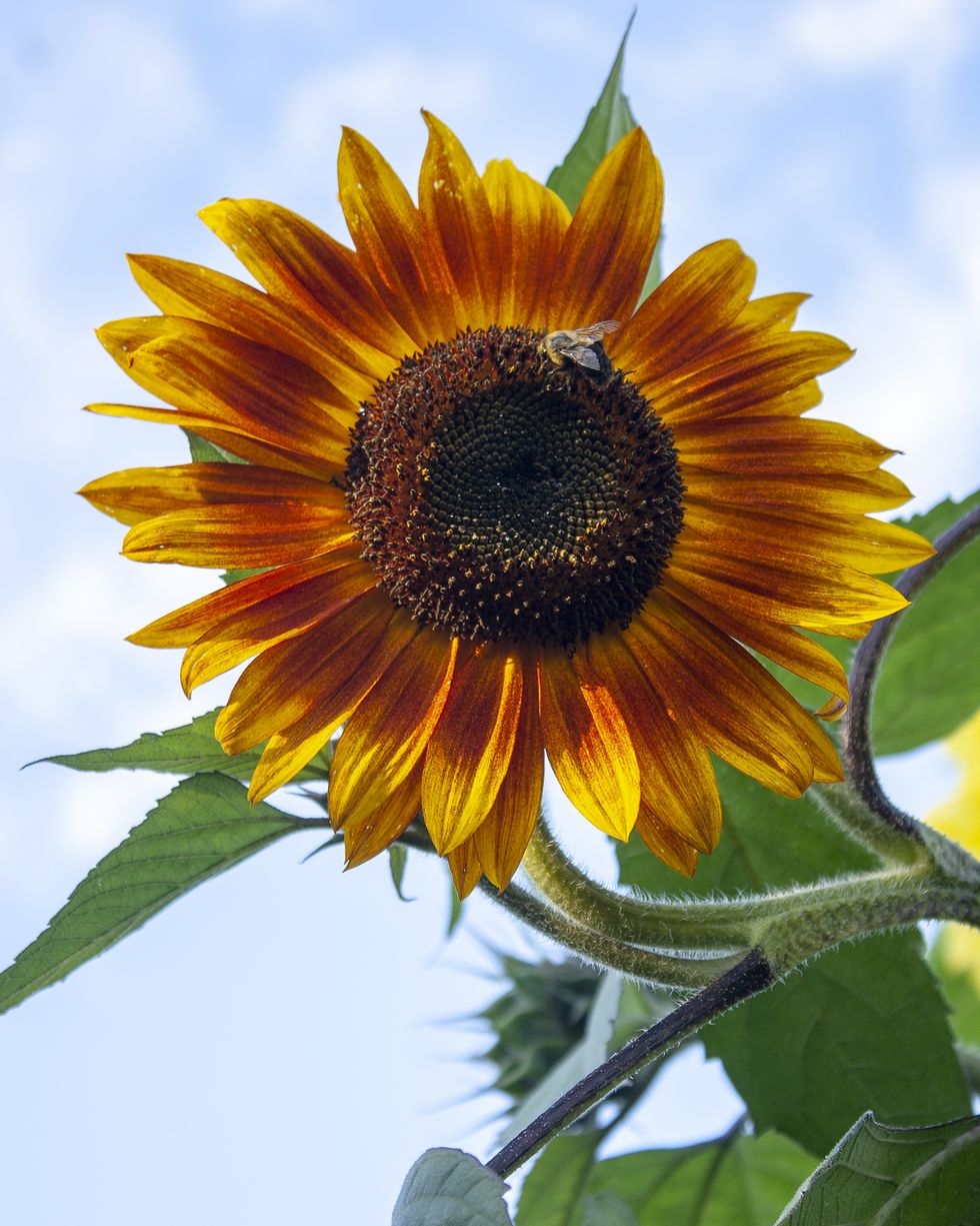 little becka sunflower types