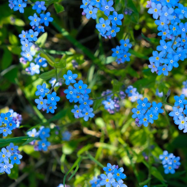 Forget-Me-Nots - How to Plant and Care for These Wonderful Flowers