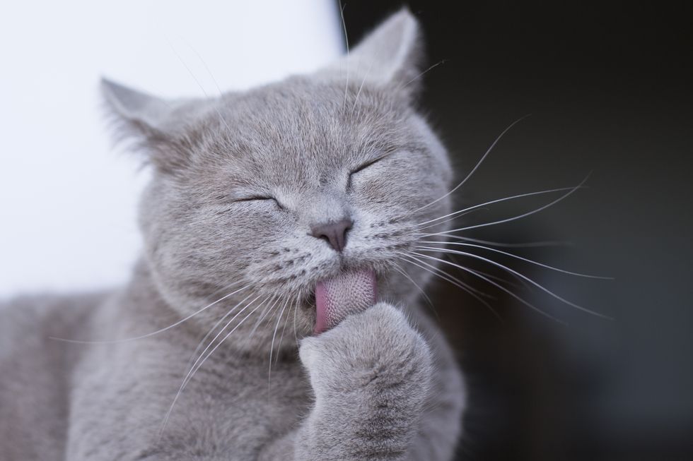 little cat licking