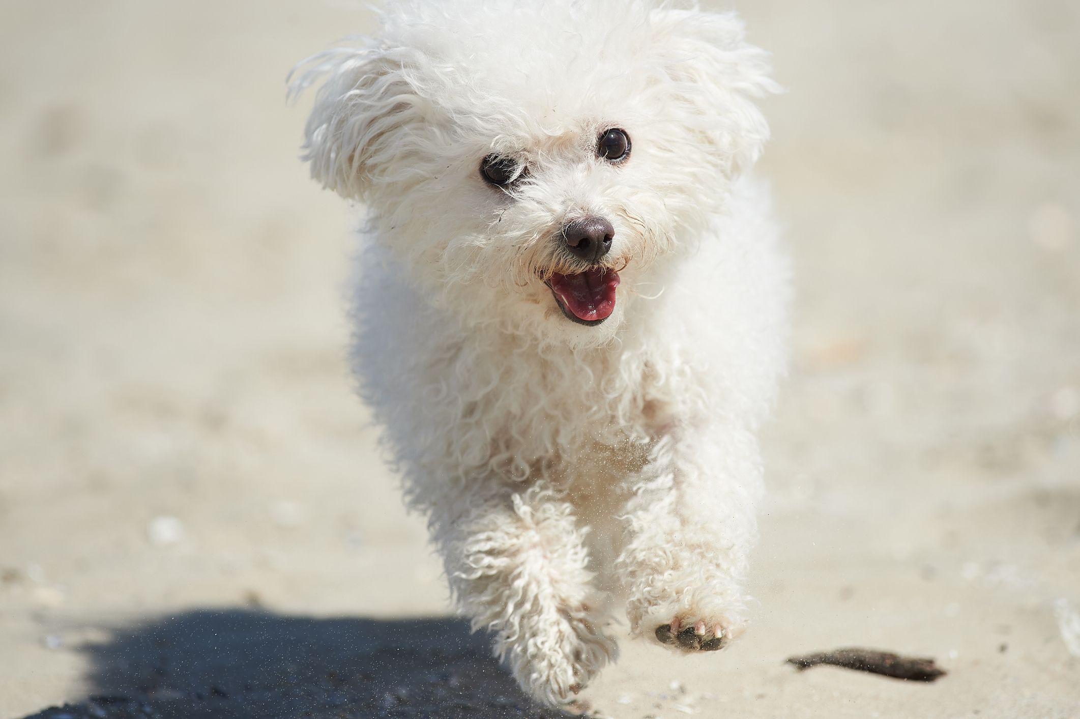 Fuzzy little fashion dogs