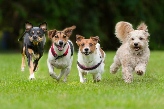 4 little dogs running in a row