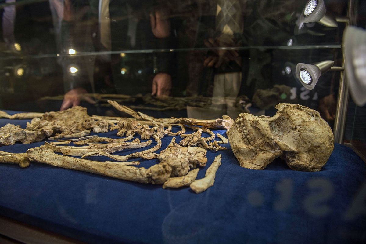 De schedel van Australopithecus prometheus beter bekend als Little Foot is nu te bezichtigen