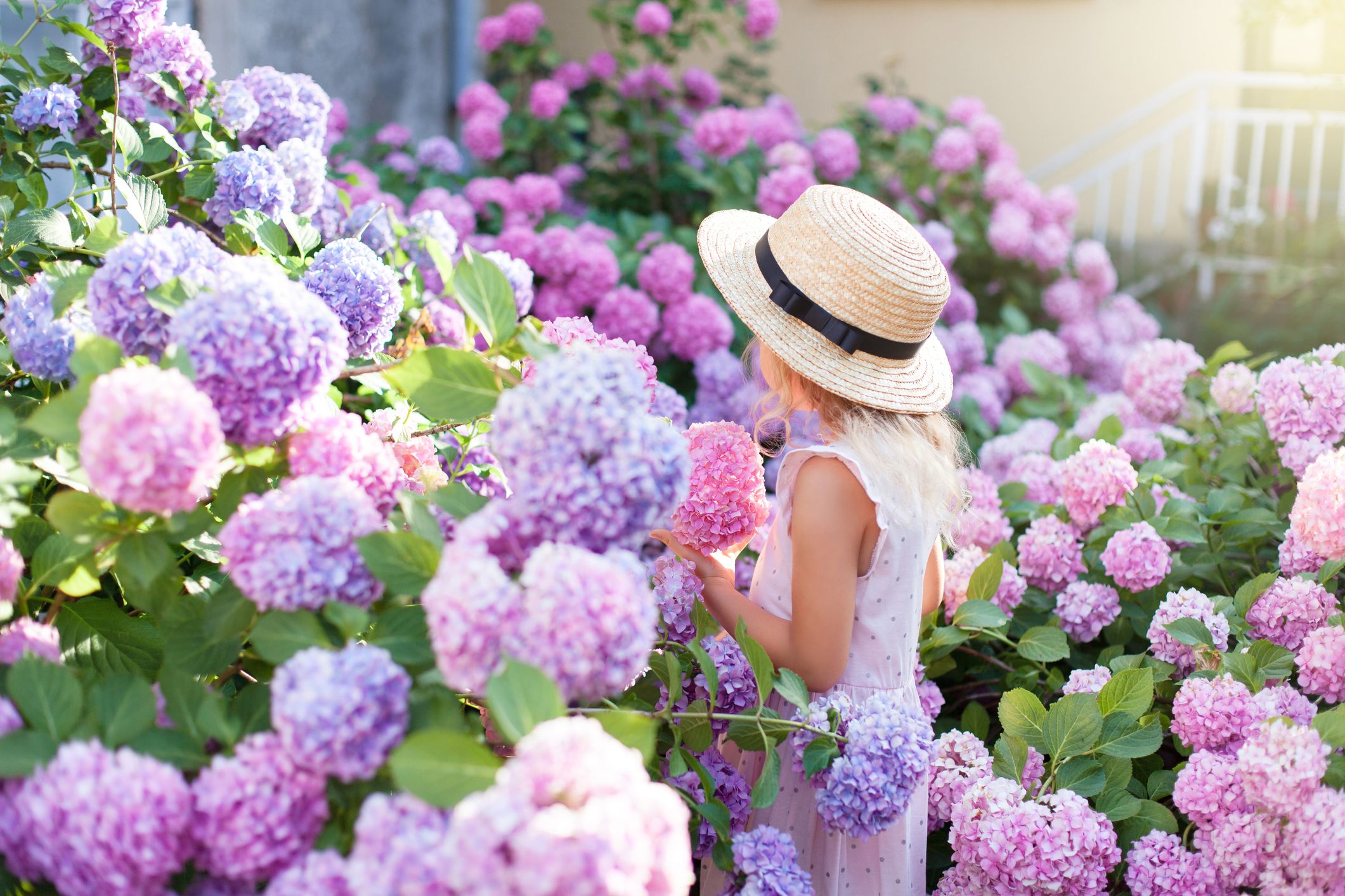 Hydrangea Girl