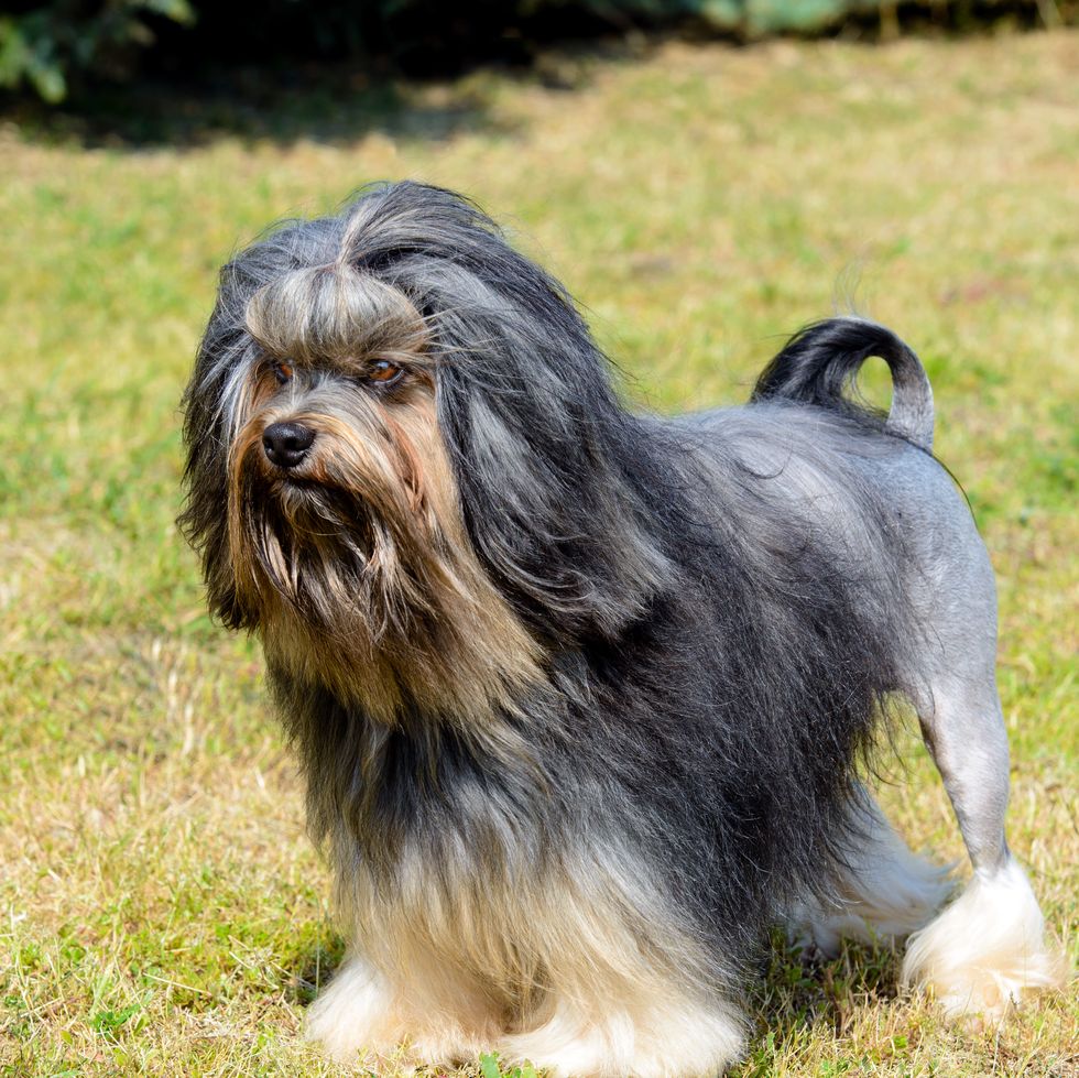 little lion dog looks aside.