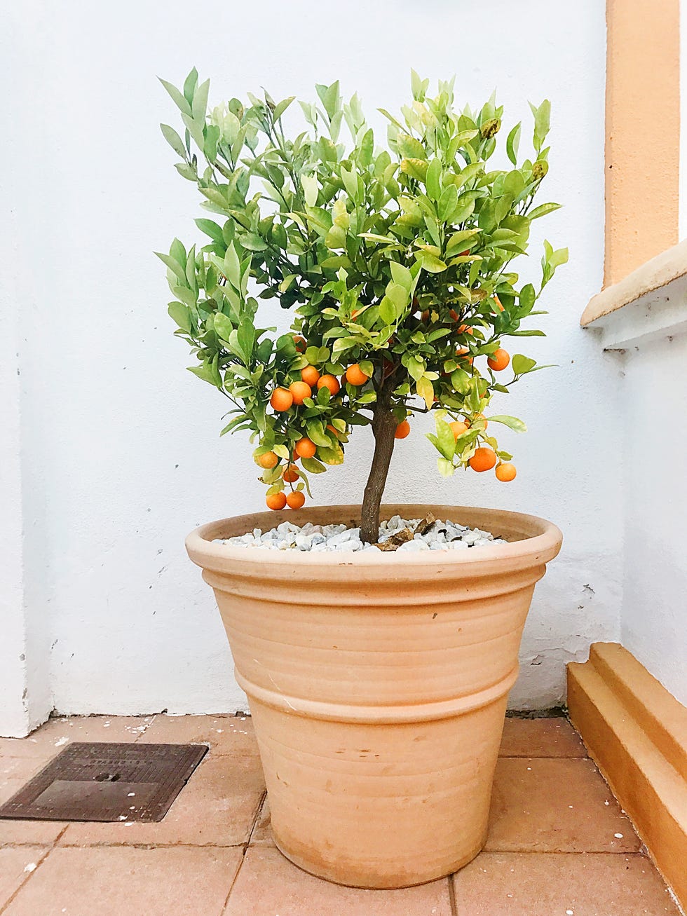 Little orange tree