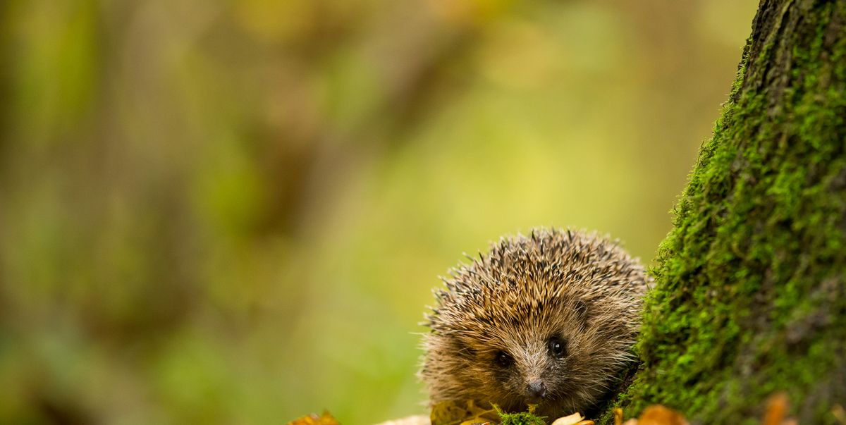 Hedgehog Hotspots In London Revealed