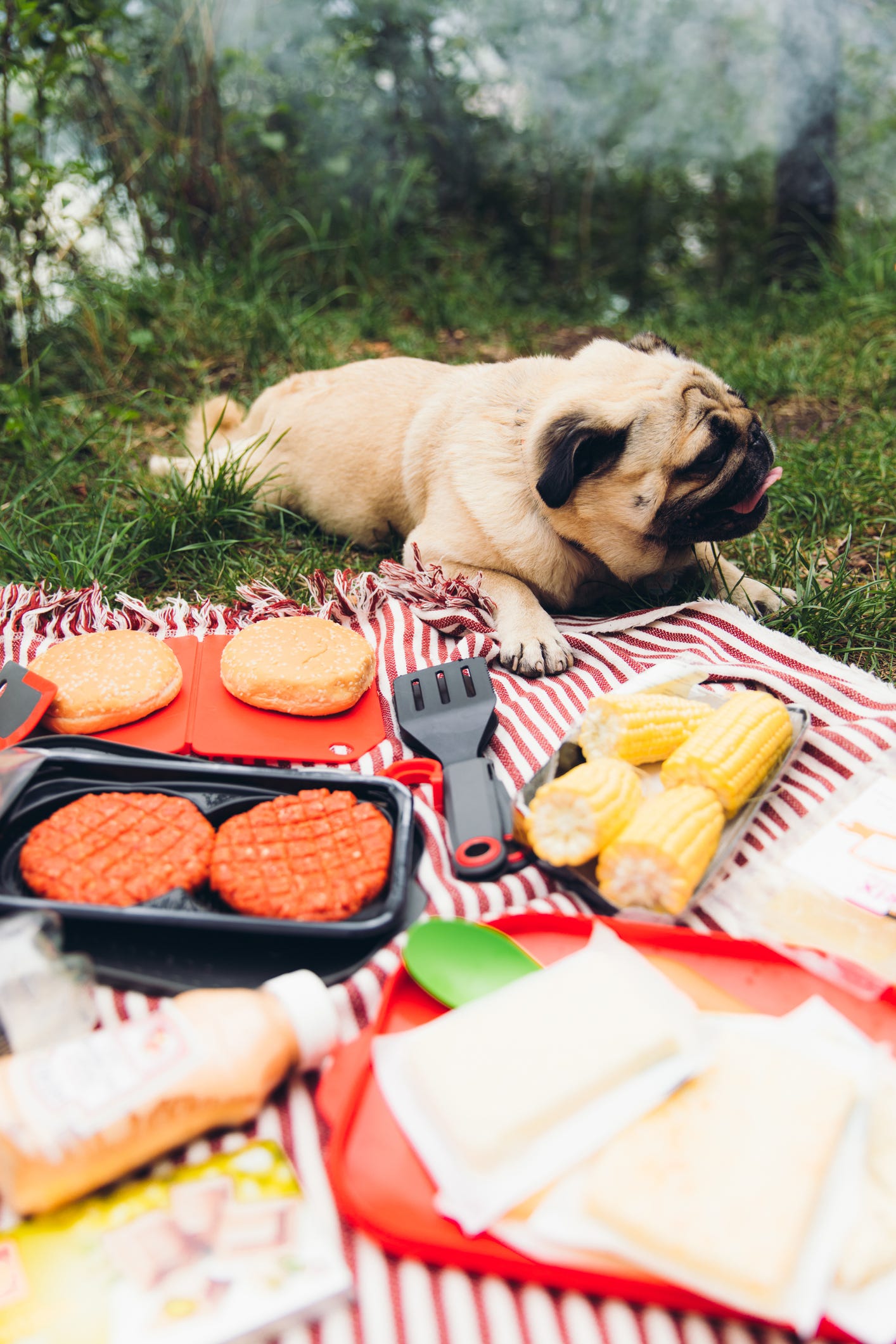 can dogs have corn on the cob