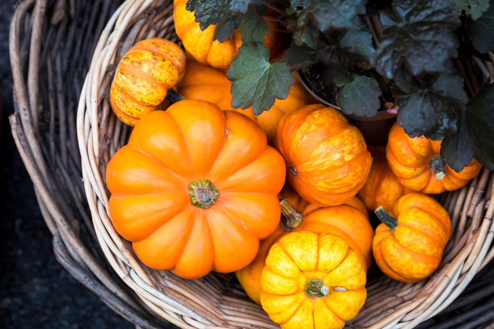 8 Things To Do On Thanksgiving Besides Watch Football - Farmers' Almanac -  Plan Your Day. Grow Your Life.