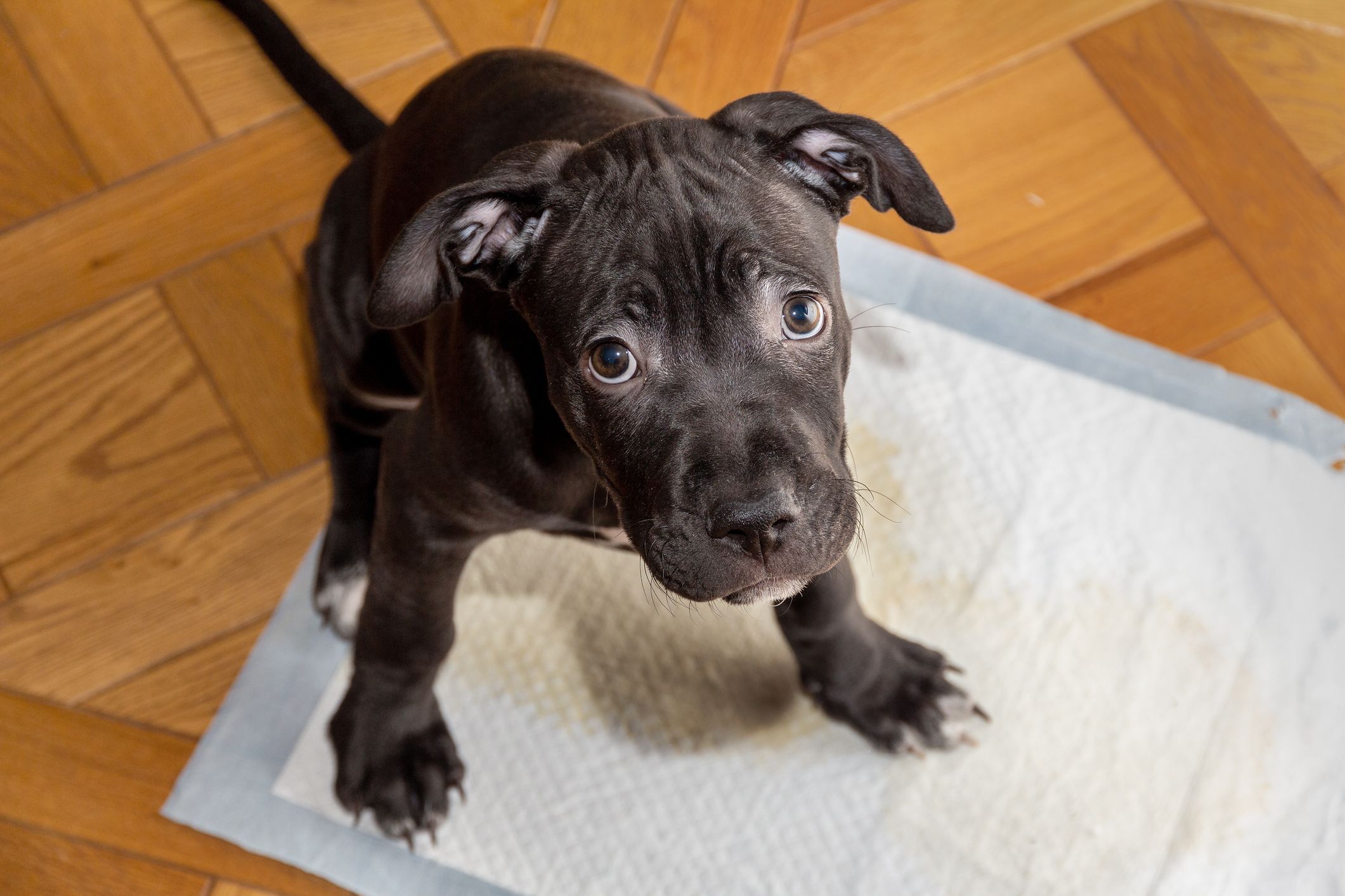 How to get a dog to stop whining in a large crate