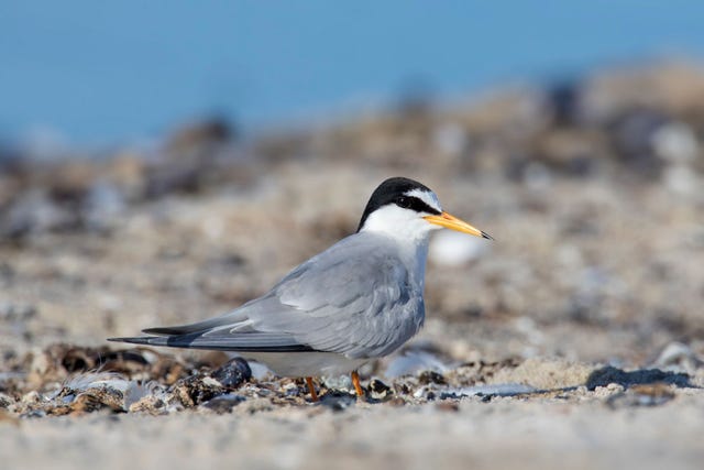 Critically-endangered seabird, the little tern, is nesting again on a ...