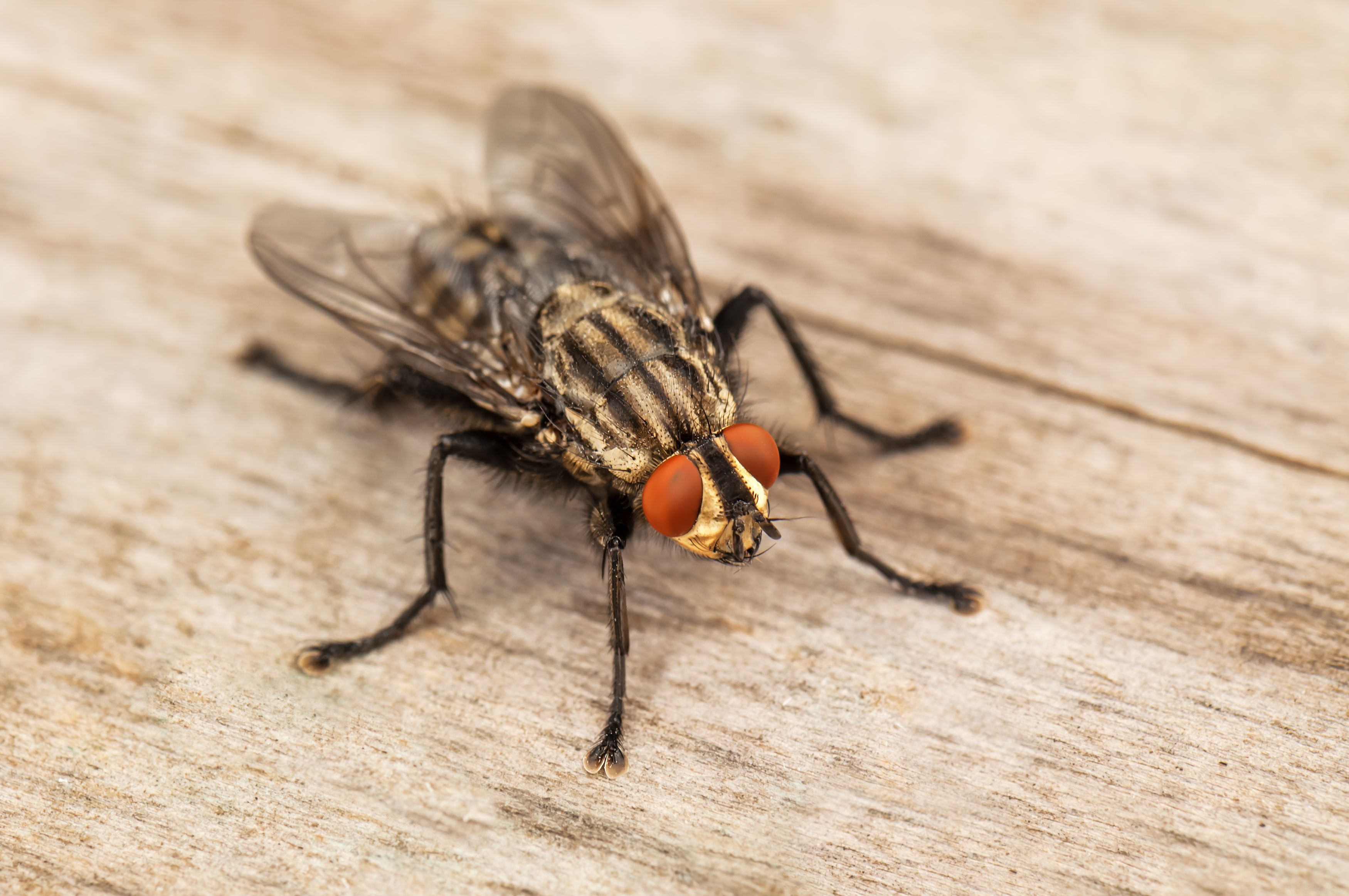 How to Get Rid of Houseflies at Home Naturally