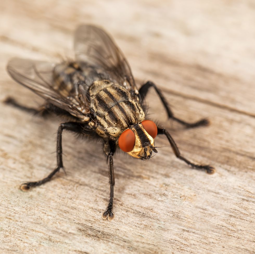 How to Get Rid of Flies Indoors/Outdoors