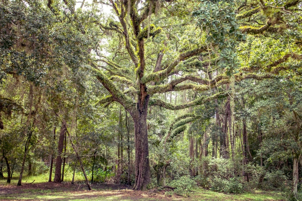 Oak (Quercus Geminata) trees in a forest in Kissimmee, Florida