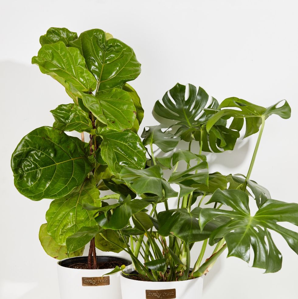 11 Best Subscription Plant Boxes - House Plant Gifts