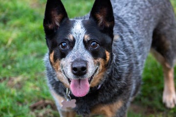 australian cattle dog close up and panting with black mask over eyes and ears, white stripe on forehead and nose and mouth, brown, black and white on body