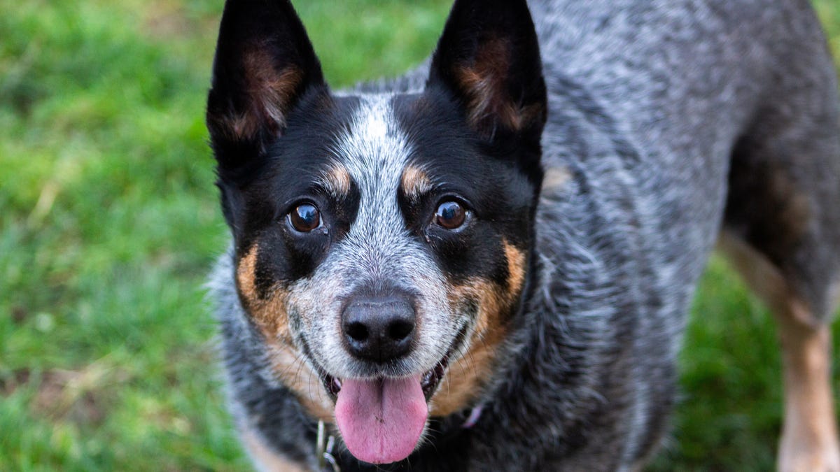 Top 10 Dog Breeds for Farm Life: Perfect Farm Companions