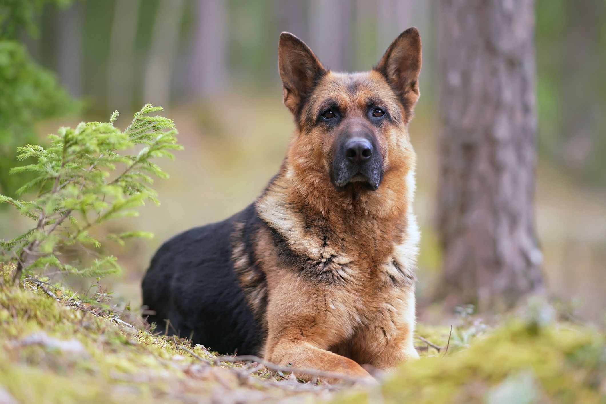 Large breed farm dogs hotsell