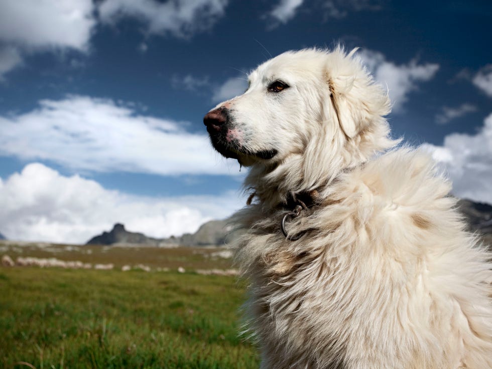 Top 10 Dog Breeds for Farm Life: Perfect Farm Companions