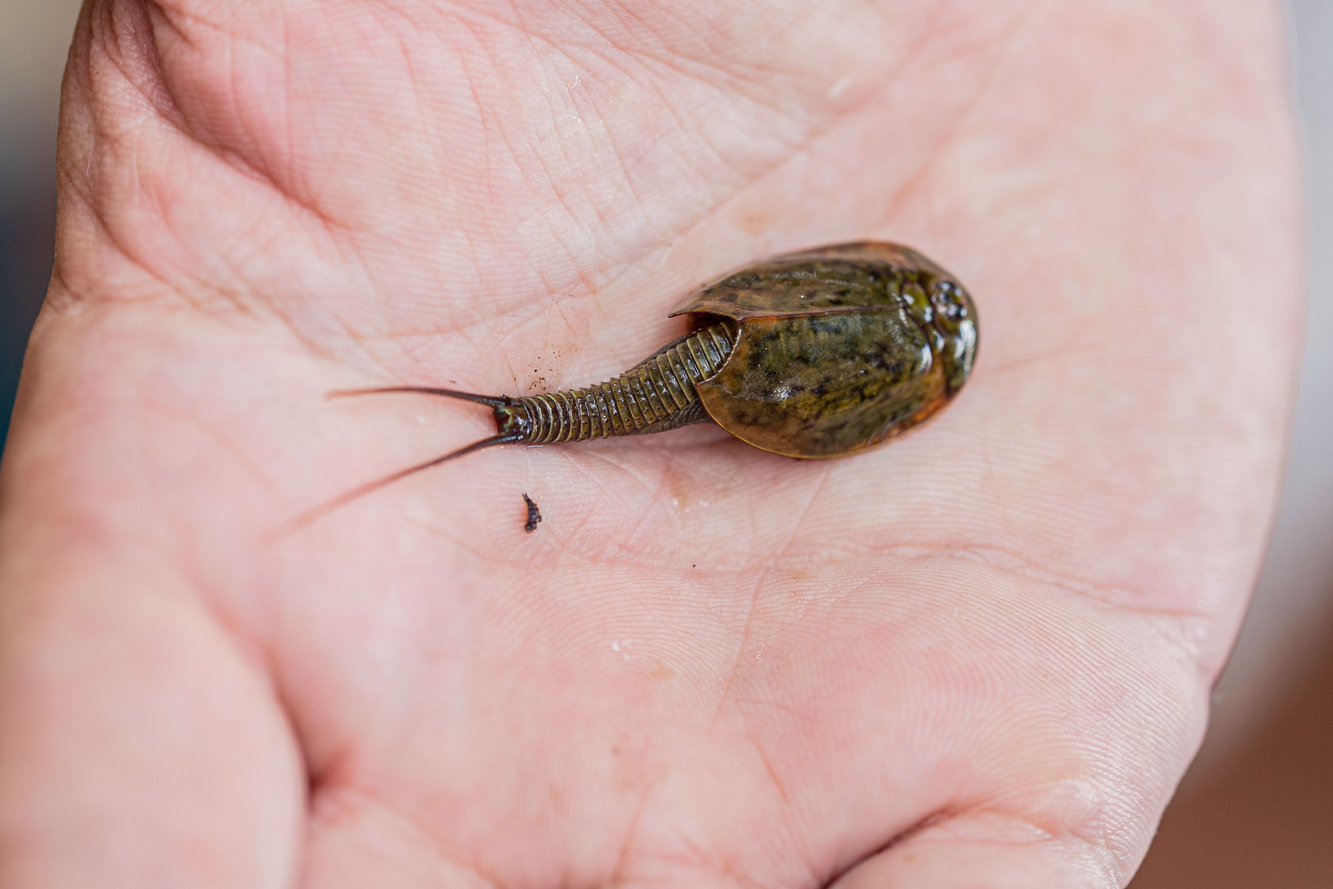 Triops Crochet Pattern (U.S. National Park Service)