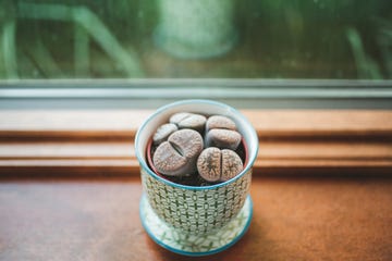 living stone plant or a lithops