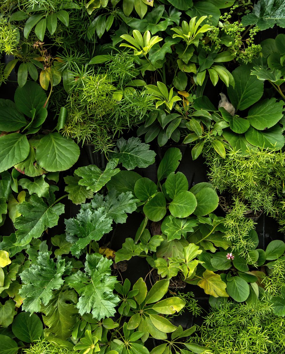 how to create a living wall