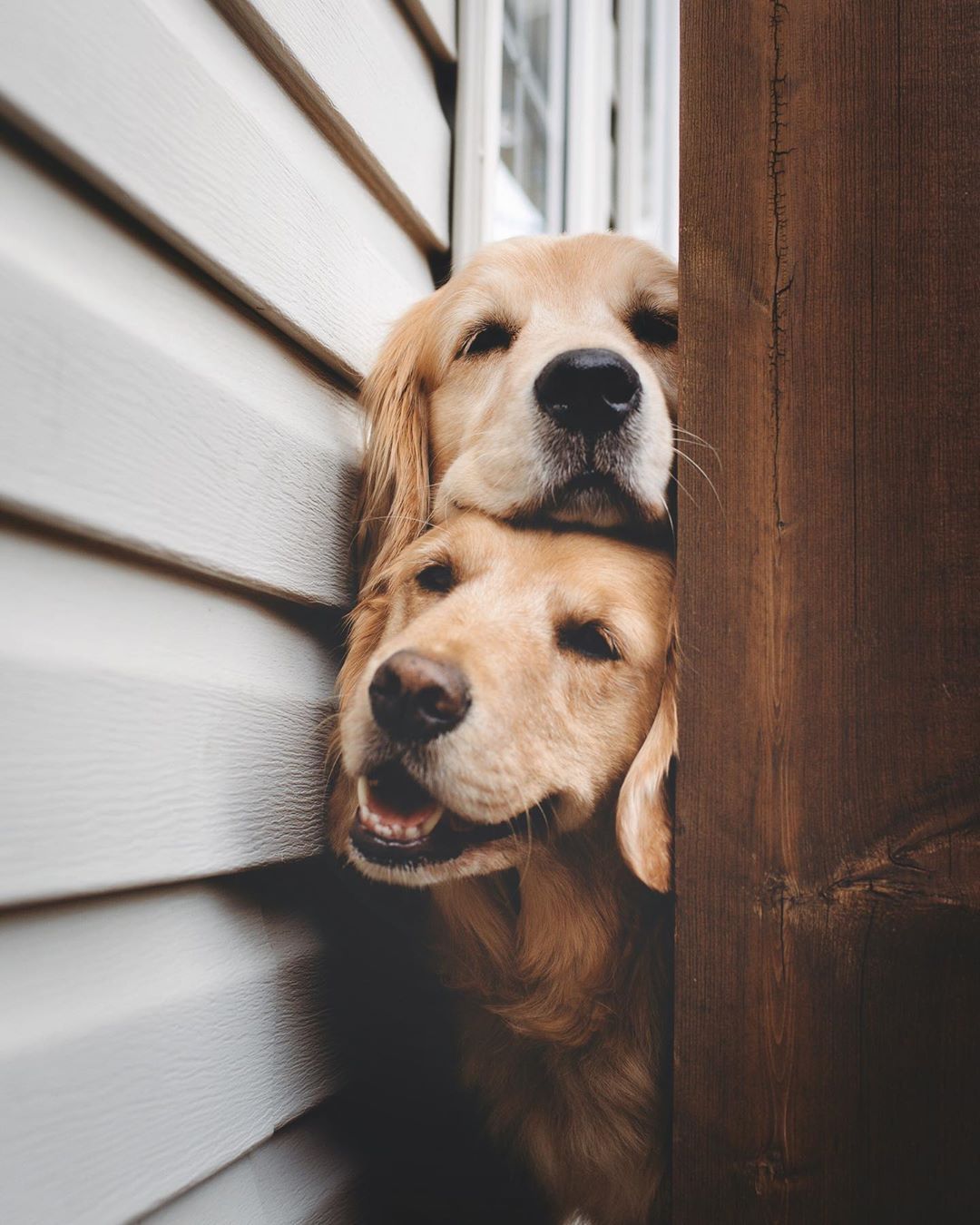 22 Animal Instagram Accounts You Have to Follow - Cute Animal Photos
