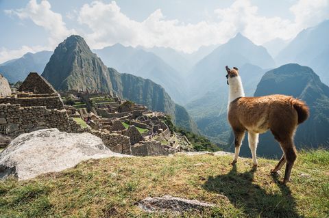 Llama overlooking ruins of the ancient city of Machu Picchu, Peru.