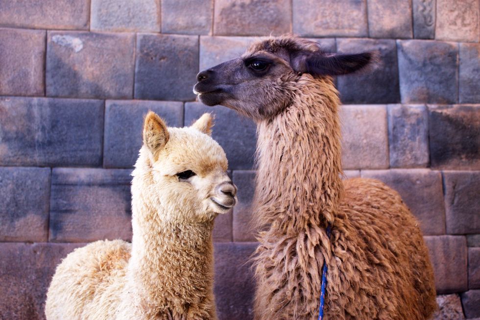 Alpacas and llamas - Hatley