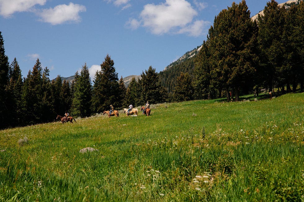a group of people riding horses in a grassy field