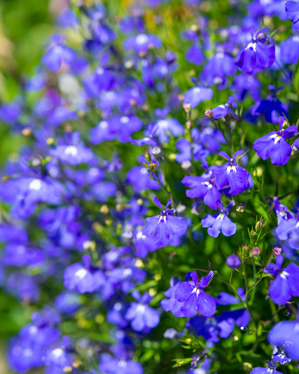 lobelia erinus 'sapphire' flowering in a pot in a july garden