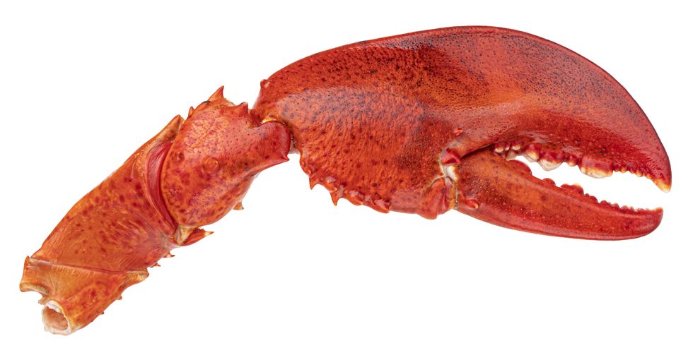 lobster claw isolated on white background