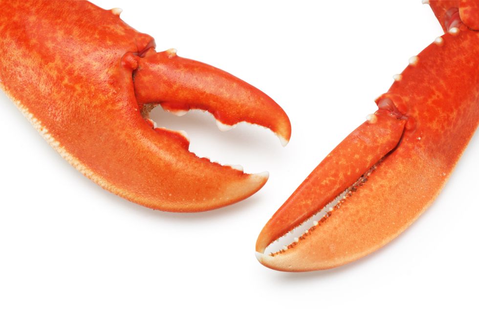 lobster claws