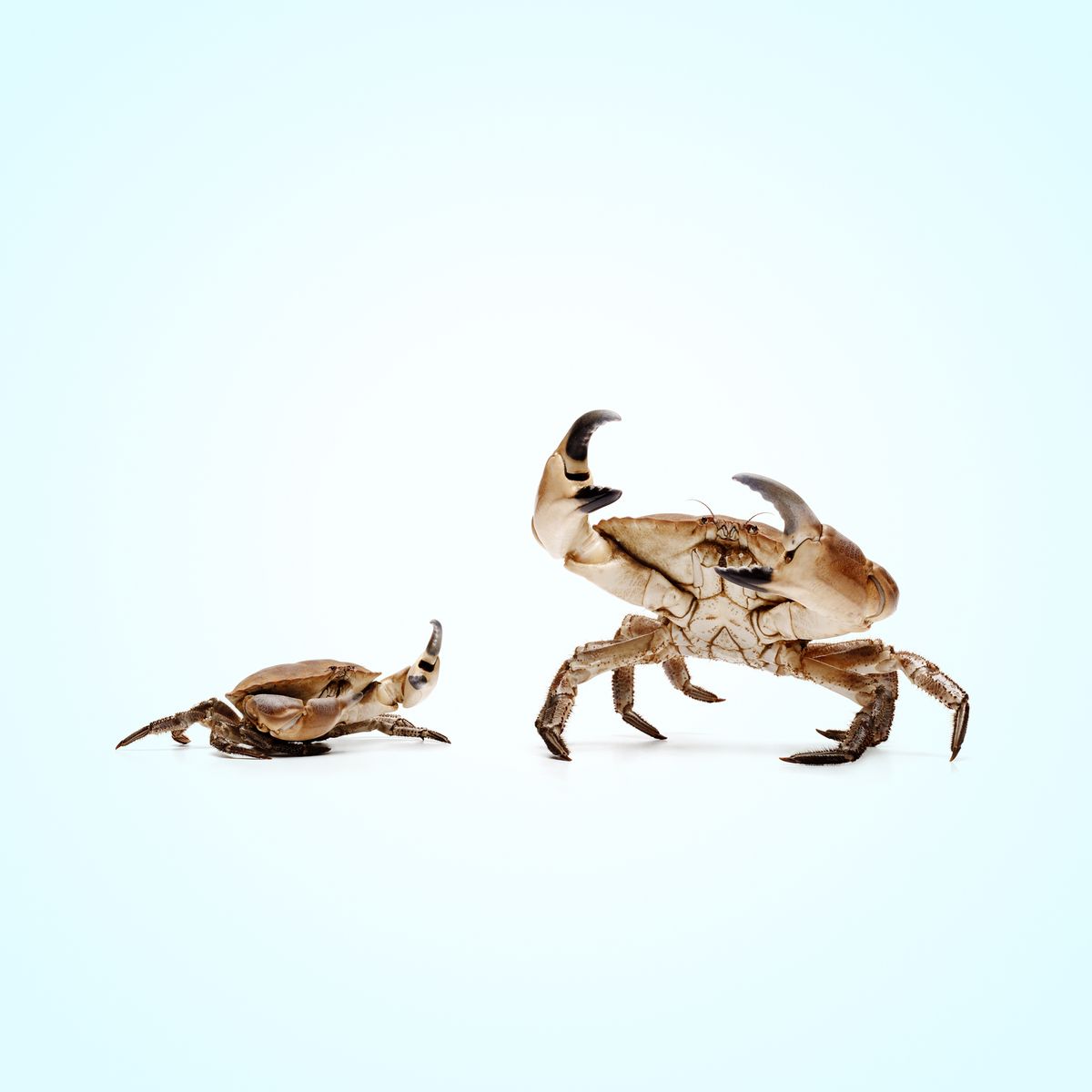 Crabs and Convergent Evolution: Carcinization Explained
