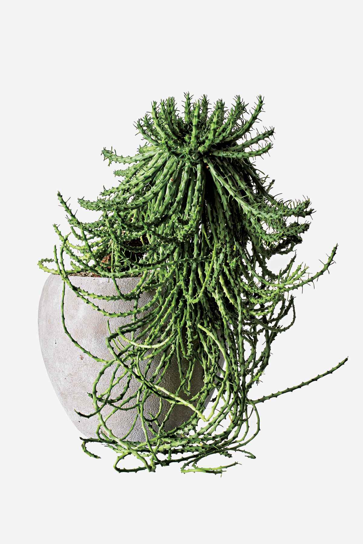 おしゃれな植物が買えるグリーンショップ11軒！｜ELLE DECOR [エル・デコ]