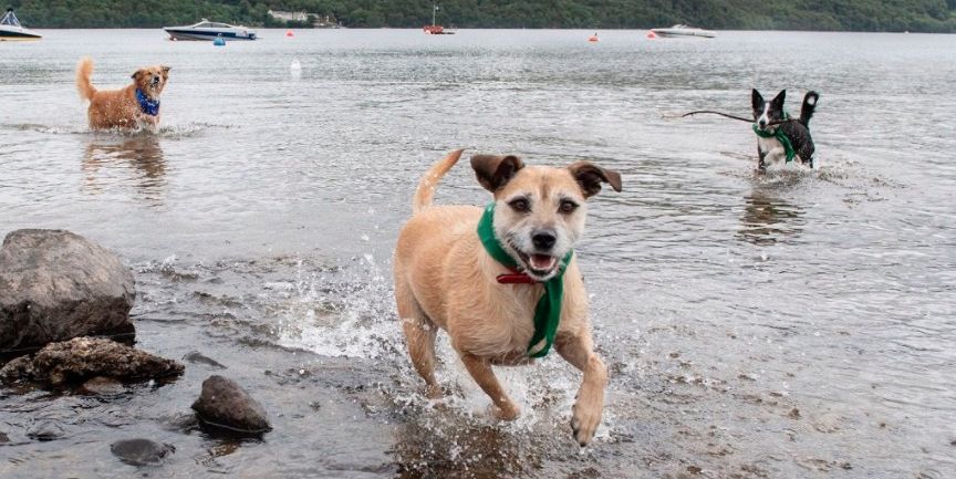 Dog-Friendly Travel Company Aims To Raise Money For Rescue Pups ...